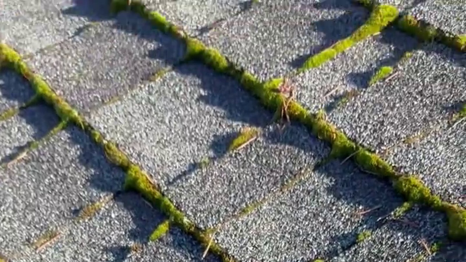 Moss-covered roof shingles before professional cleaning
