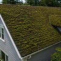 Heavy moss